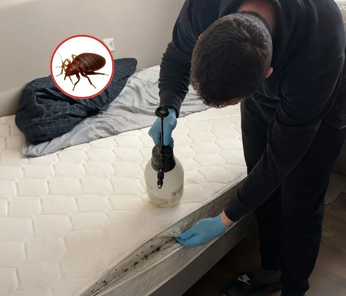 Technicien traitant un matelas contre les punaises de lit à L'Haÿ-les-Roses